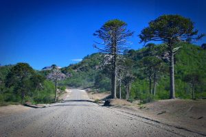 Siete ofertas para pavimentar la ruta que une Villa Pehuenia con Moquehue